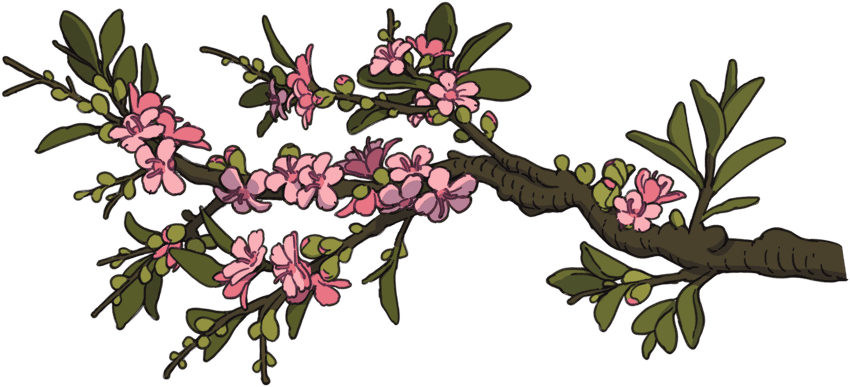 05-012.dawn-blossom-branch